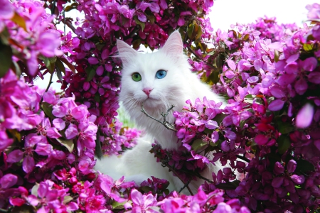 VAN KEDİ VİLLASI - 1